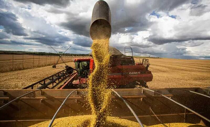 surpresas nas campos como a safra de 1717 milhoes de