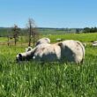 tecnologia de satelite brasileira oferece solucao eficiente para a agropecuaria