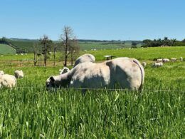 tecnologia de satelite brasileira oferece solucao eficiente para a agropecuaria