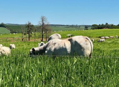 tecnologia de satelite brasileira oferece solucao eficiente para a agropecuaria