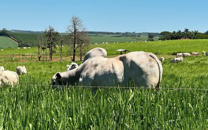 tecnologia de satelite brasileira oferece solucao eficiente para a agropecuaria