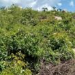 Tecnologia eficaz no controle de plantas lenhosas renova estratégias para manejo sustentável de daninhas