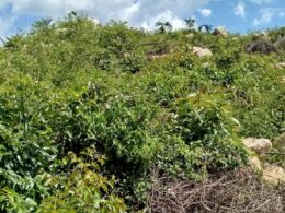 Tecnologia eficaz no controle de plantas lenhosas renova estratégias para manejo sustentável de daninhas