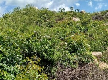 Tecnologia eficaz no controle de plantas lenhosas renova estratégias para manejo sustentável de daninhas