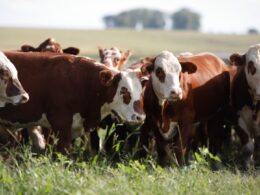 Tecnologia pour-on destaca eficácia no combate ao carrapato bovino e aprimora saúde do gado de forma prática e eficaz 27 Tecnologia pour-on destaca eficácia no combate ao carrapato bovino e aprimora saúde do gado de forma prática e eficaz