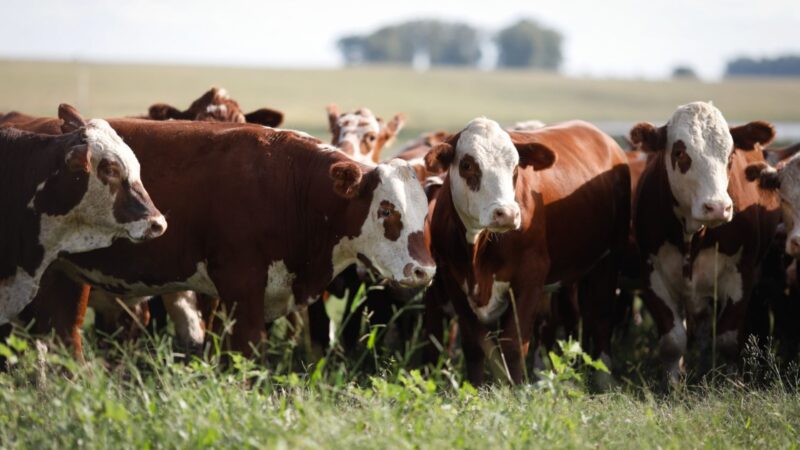 Tecnologia pour-on destaca eficácia no combate ao carrapato bovino e aprimora saúde do gado de forma prática e eficaz
