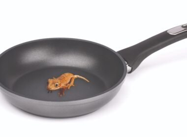 Tracing the History of Polymeric Materials: Teflon