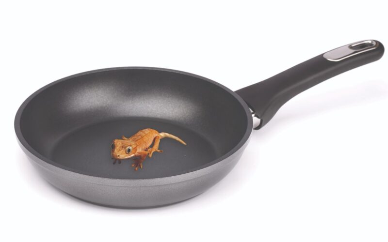 Tracing the History of Polymeric Materials: Teflon