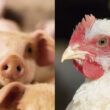 temperaturas elevadas apresentam dificuldades tecnicas as granjas de aves e