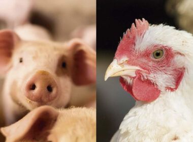 temperaturas elevadas apresentam dificuldades tecnicas as granjas de aves e