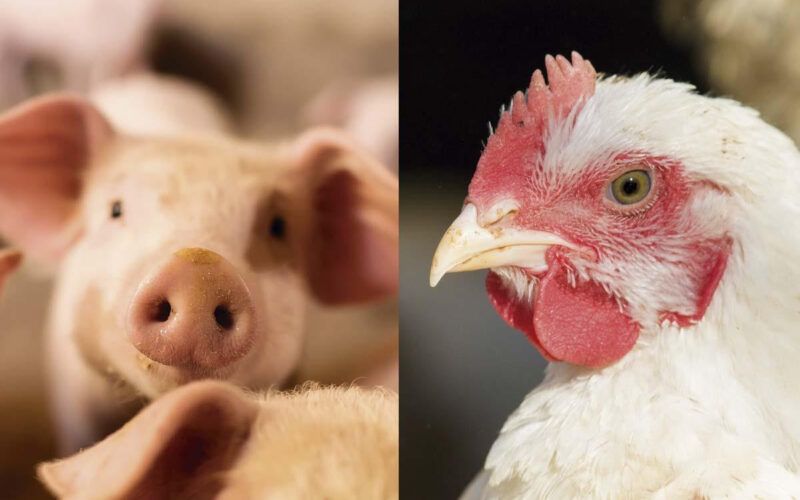 temperaturas elevadas apresentam dificuldades tecnicas as granjas de aves e