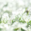 Tempestades com granizo podem impactar pastagens; descubra as áreas em risco e como se preparar melhor