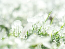 Tempestades com granizo podem impactar pastagens; descubra as áreas em risco e como se preparar melhor 12 Tempestades com granizo podem impactar pastagens; descubra as áreas em risco e como se preparar melhor