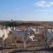 Boi gordo “bsurdo de bom”. Vídeo mostra sucesso na terminação de gado em Mato Grosso