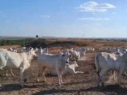 Boi gordo “bsurdo de bom”. Vídeo mostra sucesso na terminação de gado em Mato Grosso