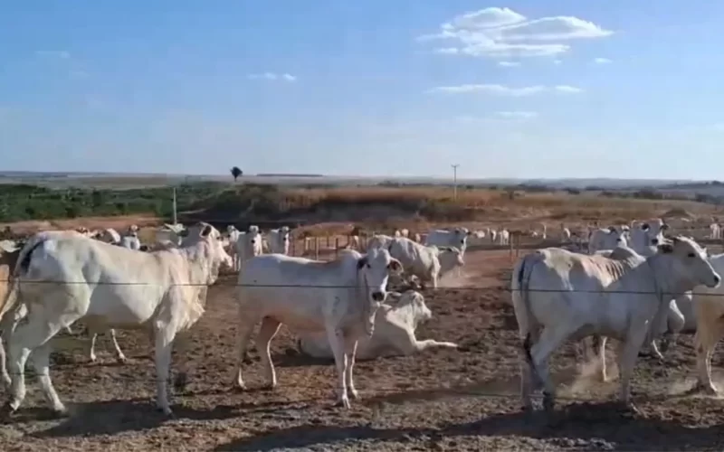 Boi gordo “bsurdo de bom”. Vídeo mostra sucesso na terminação de gado em Mato Grosso