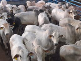 Terminação de Gado Jovem em Boitel: A Chave para Carne de Qualidade e Aumento de Lucros no Padrão Exportação 14 Terminação de Gado Jovem em Boitel: A Chave para Carne de Qualidade e Aumento de Lucros no Padrão Exportação