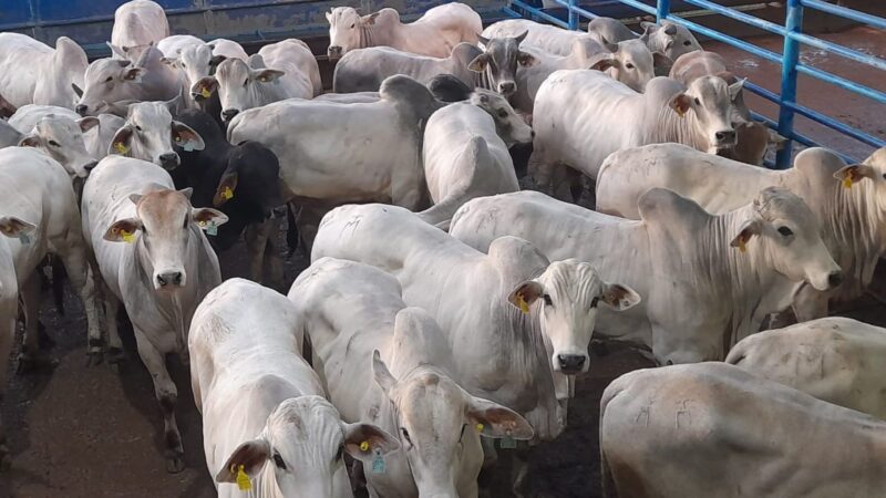 Terminação de Gado Jovem em Boitel: A Chave para Carne de Qualidade e Aumento de Lucros no Padrão Exportação