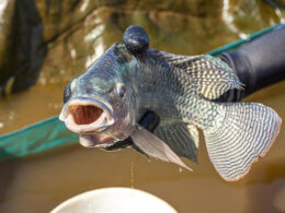 Tilápia brasileira amplia acesso a EUA e Europa com padrões de qualidade, rastreabilidade e valor agregado