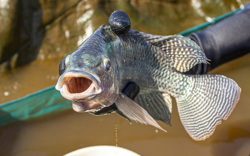 Tilápia brasileira amplia acesso a EUA e Europa com padrões de qualidade, rastreabilidade e valor agregado