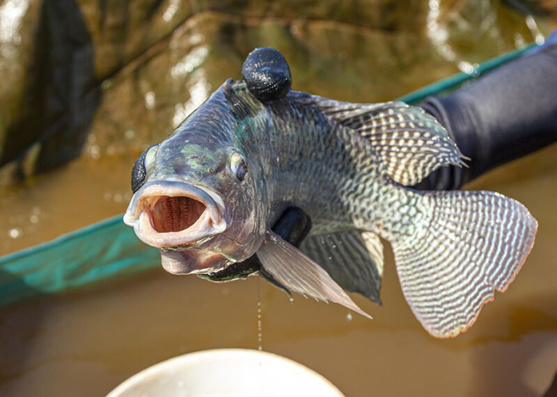 Tilápia brasileira amplia acesso a EUA e Europa com padrões de qualidade, rastreabilidade e valor agregado