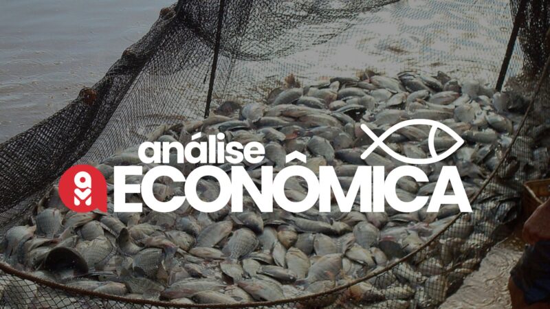 tilapia em alta como a recuperacao de precos na aquicultura