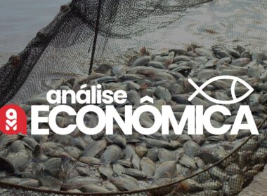 Tilápia em alta: estabilidade de preços e o que isso significa para o mercado e para o consumidor.
