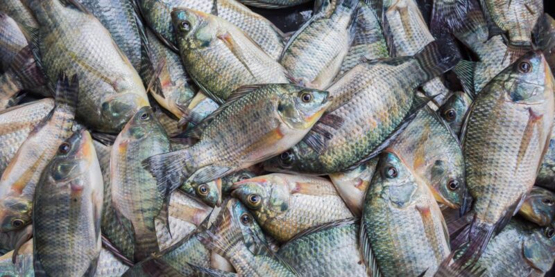 Tilápia no Brasil: um mercado em expansão que gera R$ 6 bilhões e oferece oportunidades lucrativas para investidores.