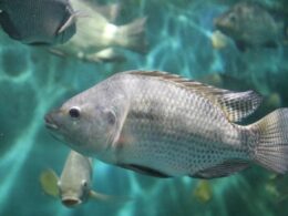 Tilapicultura no Brasil cresce como a principal fonte de proteína saudável e sustentável para o futuro da alimentação. 19 Tilapicultura no Brasil cresce como a principal fonte de proteína saudável e sustentável para o futuro da alimentação.