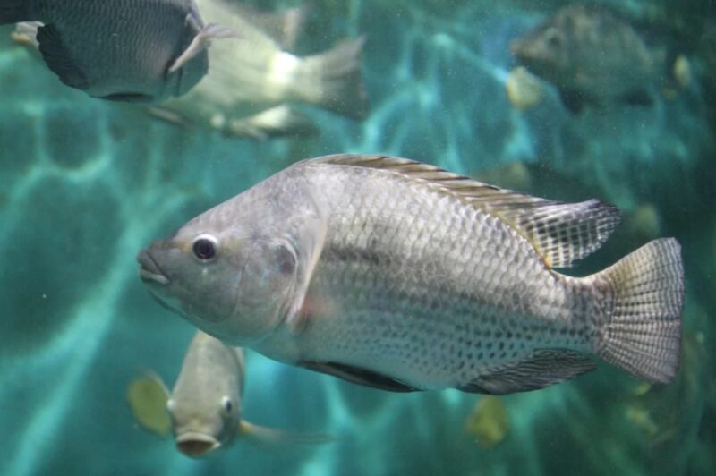 Tilapicultura no Brasil cresce como a principal fonte de proteína saudável e sustentável para o futuro da alimentação.