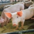 Tocantins atinge status de livre de Peste Suína Clássica, garantindo segurança para a suinocultura local.
