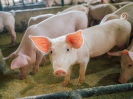 Tocantins atinge status de livre de Peste Suína Clássica, garantindo segurança para a suinocultura local. 26 Tocantins atinge status de livre de Peste Suína Clássica, garantindo segurança para a suinocultura local.