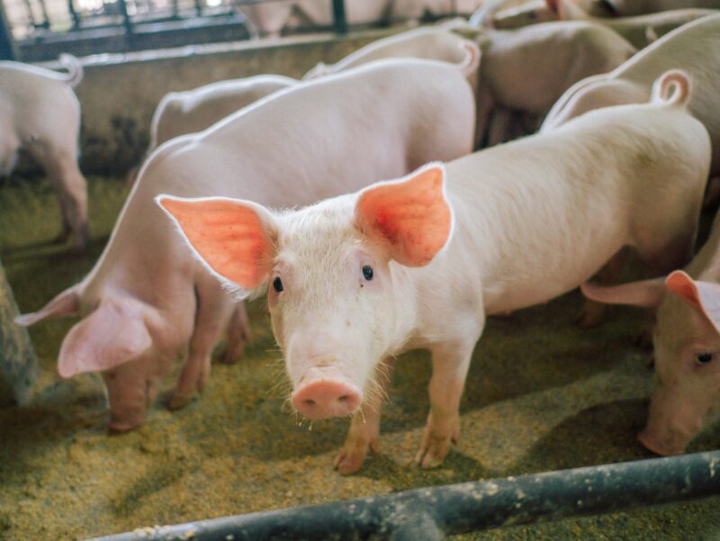 Tocantins atinge status de livre de Peste Suína Clássica, garantindo segurança para a suinocultura local.