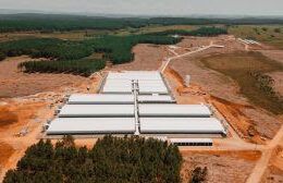 topigs norsvin inaugura nucleo genetico inovare em lages sc