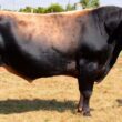 Touro Jersey potencializa a produção de leite e garante rusticidade em vacas cruzadas para eficiência no campo