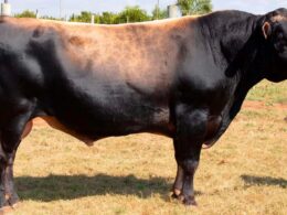 Touro Jersey potencializa a produção de leite e garante rusticidade em vacas cruzadas para eficiência no campo