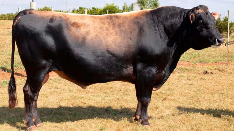 Touro Jersey potencializa a produção de leite e garante rusticidade em vacas cruzadas para eficiência no campo