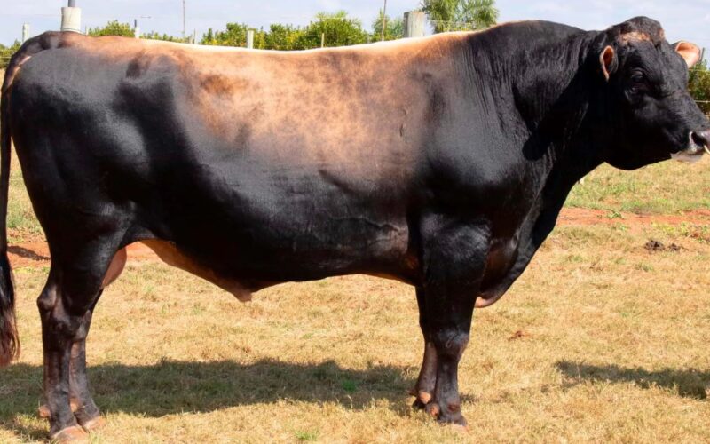 Touro Jersey potencializa a produção de leite e garante rusticidade em vacas cruzadas para eficiência no campo