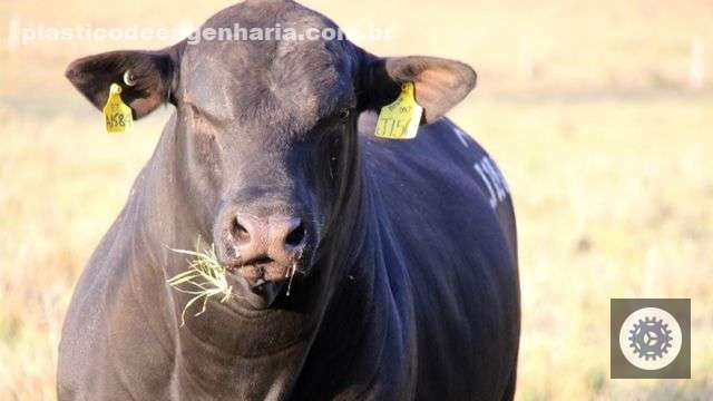 Touro Angus Ultrablack em novilhas F1 Angus e Nelore é uma boa opção?