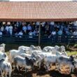 Nelore: pecuaristas estão na trilha genética de touros de carne premium