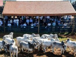 Nelore: pecuaristas estão na trilha genética de touros de carne premium