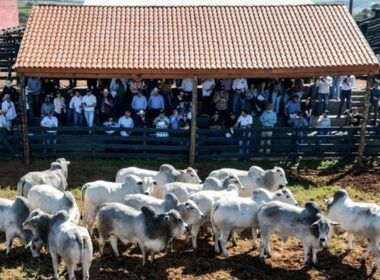 Nelore: pecuaristas estão na trilha genética de touros de carne premium