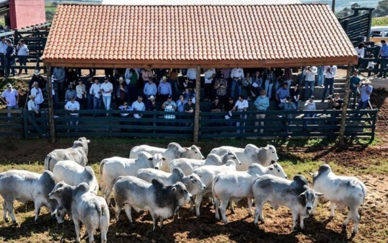 Nelore: pecuaristas estão na trilha genética de touros de carne premium