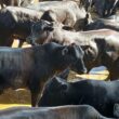 Touros Ideais para Cruzamento com Novilhas F1 Nelore x Angus: Maximização da Fertilidade e Qualidade da Carne
