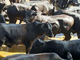 Touros Ideais para Cruzamento com Novilhas F1 Nelore x Angus: Maximização da Fertilidade e Qualidade da Carne 8 Touros Ideais para Cruzamento com Novilhas F1 Nelore x Angus: Maximização da Fertilidade e Qualidade da Carne