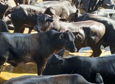 Touros Ideais para Cruzamento com Novilhas F1 Nelore x Angus: Maximização da Fertilidade e Qualidade da Carne