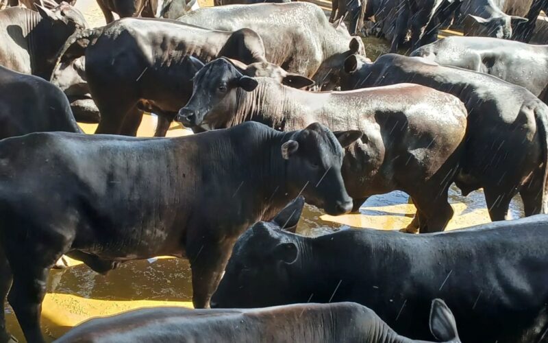 Touros Ideais para Cruzamento com Novilhas F1 Nelore x Angus: Maximização da Fertilidade e Qualidade da Carne