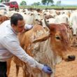 Antiparasitários tradicionais e pioneiros do mercado brasileiro ganham cara nova