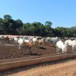 Pecuarista sai de 300 para 1,4 mil cabeças confinadas em Rondônia