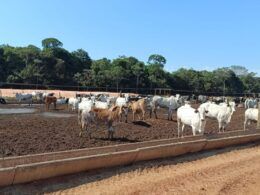 Pecuarista sai de 300 para 1,4 mil cabeças confinadas em Rondônia